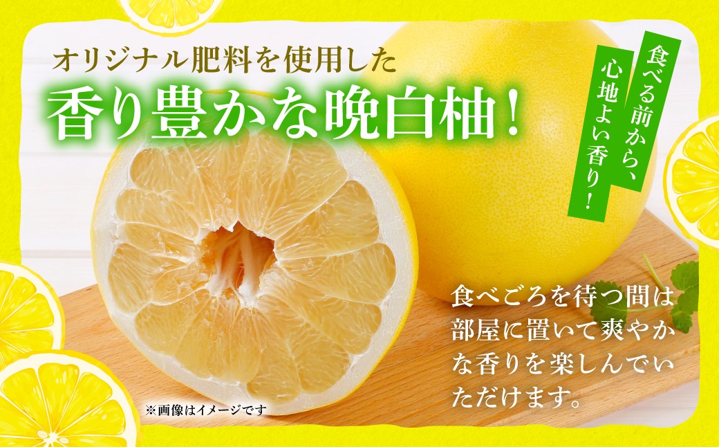 オリジナル肥料を使用した香り豊かな晩白柚！