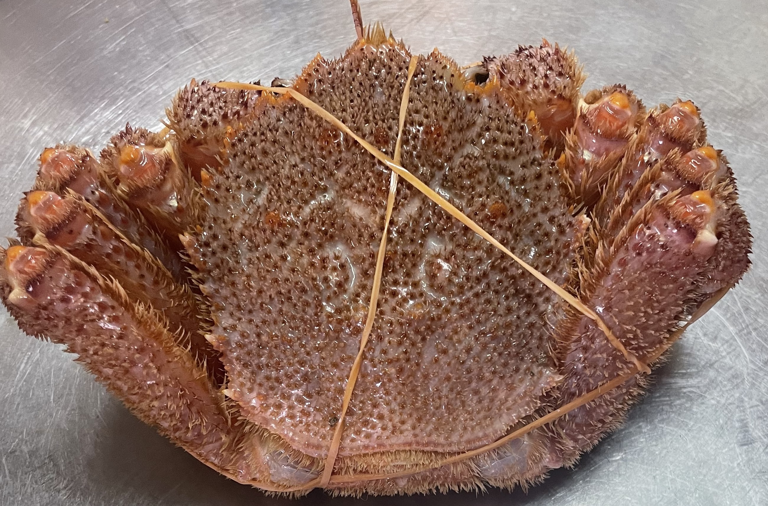 活ゆで毛蟹 2尾で750～800g【冷蔵】毛ガニ 蟹 北海道かに 北海道カニ 国産カニ かに 毛蟹 けがに