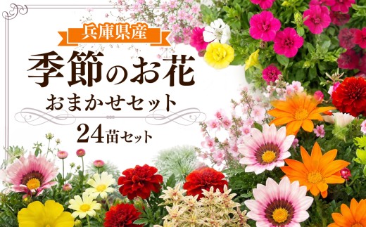 季節の花苗24苗セット珍しい宿根と季節の花苗 | 花 おまかせ 苗 季節 花苗 花栽培 珍しい品種 園芸 兵庫県 上郡町