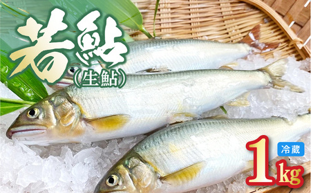 若鮎(生鮎)1㎏【冷蔵】 N070-YA3369_1