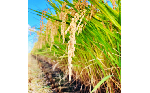 【令和5年産】玄米といえば！茨城県産 ブランド米 ミルキークイーン 玄米20kg [0684]