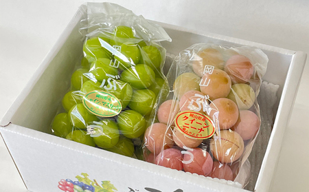 【先行予約】 シャインマスカット・クイーンニーナ詰め合わせ《2026年9月上旬-9月下旬頃出荷》 数量限定 シャイン マスカット 岡山 岡山県産 果物 フルーツ 旬 葡萄