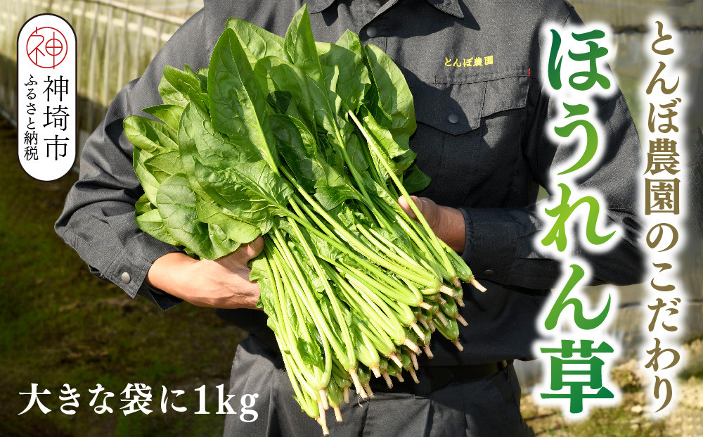 
ほうれん草 1kg バラ詰め（大きな袋に1kg）【ハウス栽培 産地直送 クール便 佐賀県脊振山麓産】(H091116)
