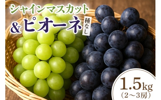 【2026年先行予約】シャインマスカットとピオーネ（種なし）1.5kg（2～3房） 葡萄 ブドウ フルーツ 果物 くだもの 産地直送 茨城県 石岡市 A02-025