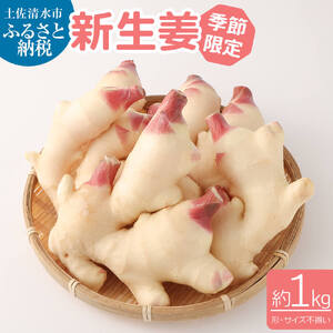 【先行受付】新生姜１kg 季節限定 農家直送 1キロ 【R01547】