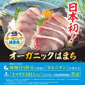 ハマチ 【くら寿司】 オーガニックはまち 1尾丸ごと（ウロコ付き) ※2025年12月下旬～順次発送【kura001】 