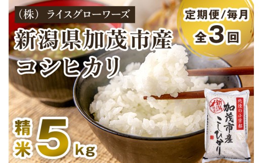 【令和7年産】【定期便3回毎月お届け】新潟県加茂市産コシヒカリ 精米5kg 《順次出荷 》 新潟県産コシヒカリ 新潟産コシヒカリ 新潟コシヒカリ 新潟県産こしひかり 新潟産こしひかり 新潟こしひかり コシヒカリ こしひかり お米 白米 米 定期便 （株）ライスグローワーズ
