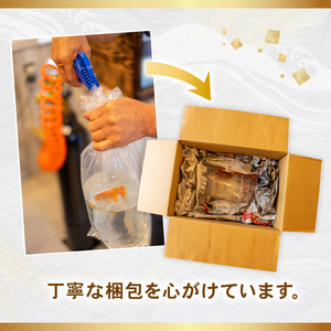 【選別(ミドル)】 らんちゅう 飼育歴40年 ベテラン店主 日本らんちゅう協会 らんちゅう専門店 らんらん 蘭鋳 金魚 観賞魚 生き物 魚 生体 埼玉県 羽生市