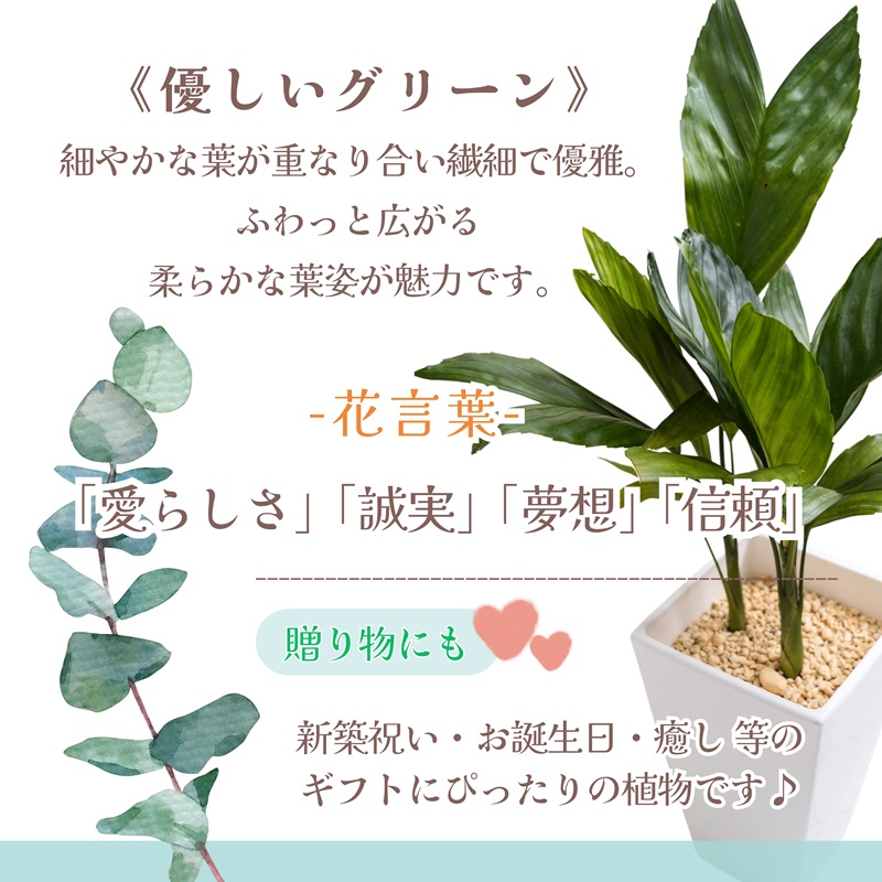 緑の匠が選んだ観葉植物 素敵な空間づくりに テネラ( 観葉植物 テネラ テネラヤシ 植物 贈り物 送料無料 )【B6-037】