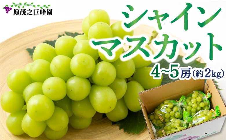 
            【先行予約】 原茂之巨峰園 シャインマスカット 4房から5房 （約2kg） 【2025年8月中旬から9月中旬 出荷予定】 葡萄 ぶどう ブドウ 種無し 種なし 大粒 果物 くだもの フルーツ 果実 ミネラル ジューシー 朝採り発送 流川ブランド お取り寄せ 福岡県 うきは市
          
