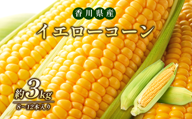 イエローコーン 約3kg 野菜 とうもろこし 野菜セット 