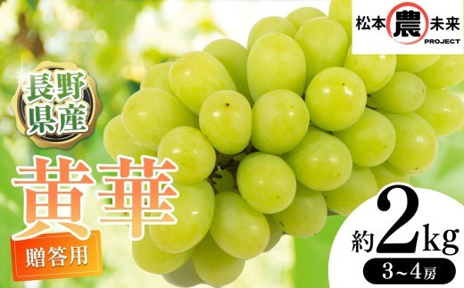 
                  【先行受付】〔松本農未来project〕 松本市原産 種なしぶどう 贈答用 黄華(おうか) 約2kg (3房～4房)│信州松本 果物 ぶどう 黄華 シャインマスカット マスカット フルーツ ブドウ 長野県 松本市 贈答用 大粒 高級 高品質 甘い
                