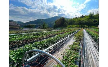 【先行予約】 希少品種 赤生姜 約1kg 【 ショウガ 産地直送 新鮮 料理 野菜 薬味 岩手県 陸前高田市 】2025年10月から発送予定 RT2726
