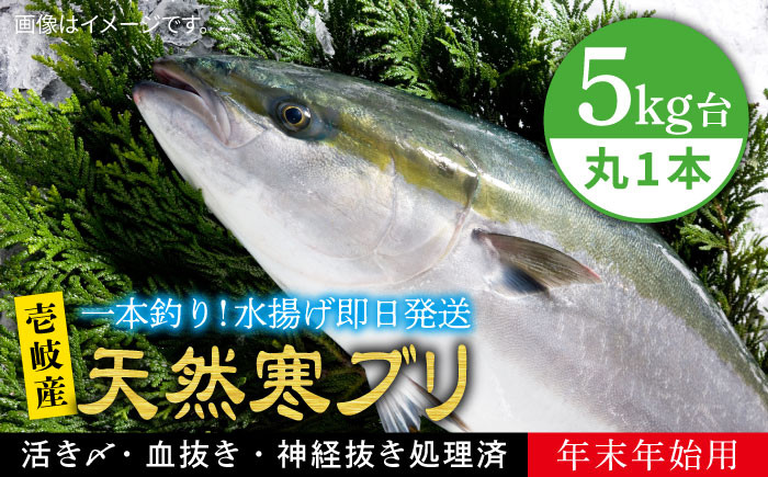 
            【11/1〜1/15お届け 年末年始用】天然 寒ブリ（5キロ台・丸もの） 《壱岐市》【壱岐島　玄海屋】[JBS015] ぶり 寒ぶり ブリ 魚 刺身 しゃぶしゃぶ 88000 88000円
          