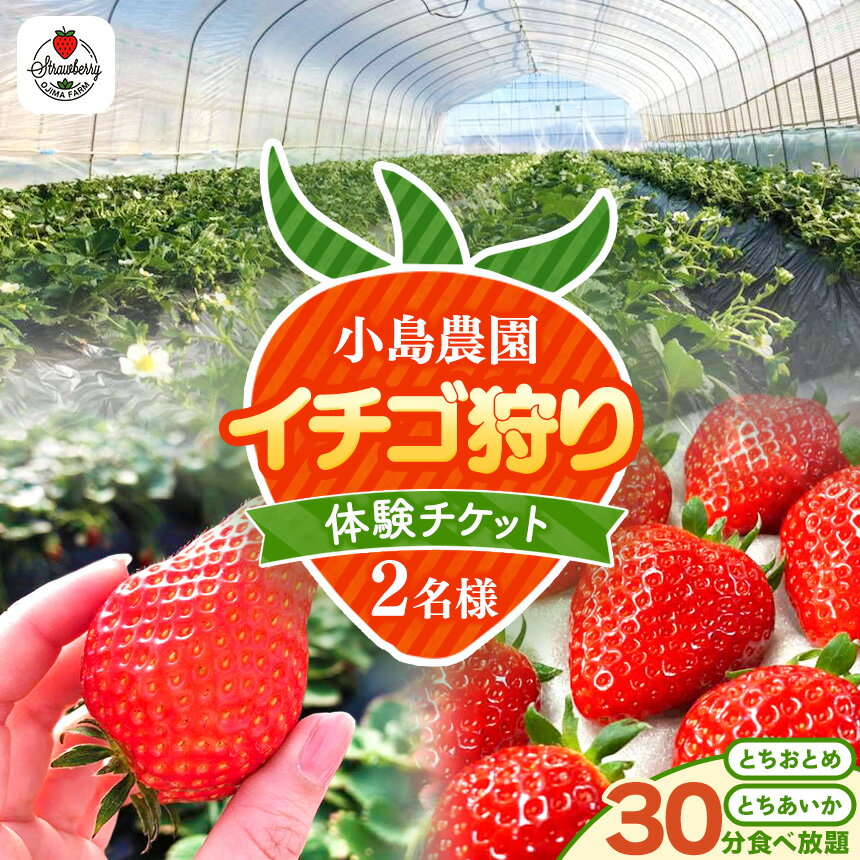 【ふるさと納税】小島農園いちご 狩り チケット 2名 とちひめ とちあいか 食べ放題｜30分 デート お出かけ ファミリー 家族 記念日 体験 希少 柔らかい 果肉 大粒 ジューシー 果汁 いちご 苺 真岡 栃木県 送料無料