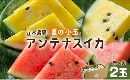 
                  【7月発送】スイカ 先行受付 小玉 約4kg 糖度13～14前後 2玉 西瓜 江本農園 夏の小玉アンテナスイカ 赤＆黄セット - ギフト 減農薬 高糖度 立体栽培 すいか 西瓜 フルーツ 果物 くだもの デザート em-0032
                