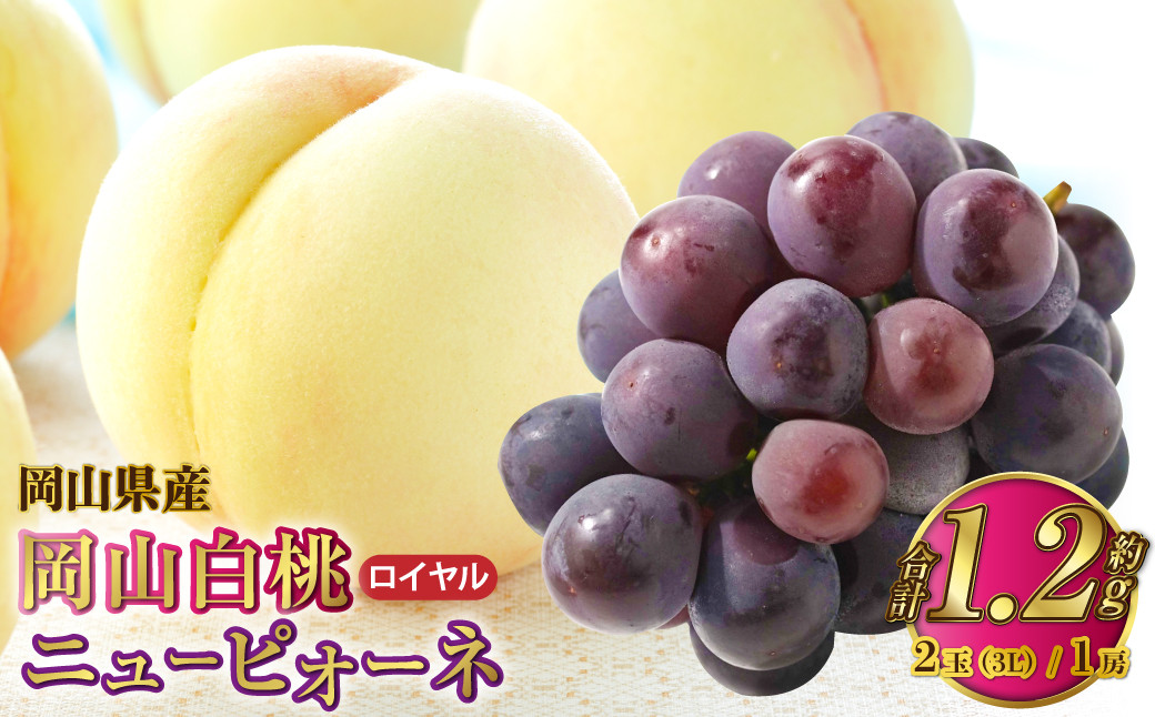 
            岡山県産 岡山白桃 ロイヤル 3Lサイズ 約300g×2玉・ニューピオーネ 約600g×1房 詰合せ 【2025年7月上旬～8月下旬発送予定】 白桃 桃 もも モモ ピオーネ ぶどう 葡萄 ブドウ セット
          