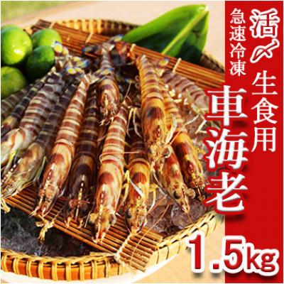 ふるさと納税 久米島町 久米島漁協の活〆冷凍車海老　生食用1.5kg