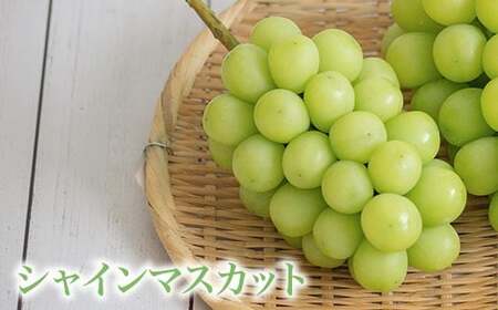 冬のシャインマスカット＆クイーンルージュ_ 約1kg 各1房 ［小布施屋］フルーツ 果物 くだもの ぶどう 葡萄 ブドウ クール便 冷蔵 お楽しみ 長野県産 信州産 令和7年産 【2025年11月中旬