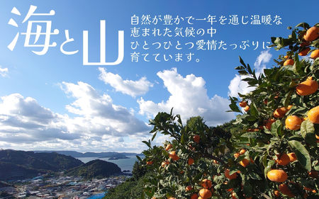 みかん 手選別有田みかん 3kg ※11月下旬～翌年1月中旬頃順次発送予定 【hdm004A】