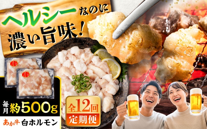 
                  【全12回定期便】あか牛 白 ホルモン 約500g (約250g×2P) / ホルモン ほるもん ホルモン肉 肉 牛肉 白ホルモン 熊本県 菊陽町 九州産 国産 あかうし あか牛【五右衛門フーズ】 [BHCY012]
                