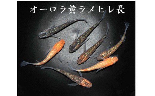 
                  メダカ「オーロラ黄ラメヒレ長」1~3ペア
                