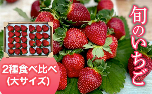【2027年1月下旬発送開始】＜旬のいちご＞2種食べ比べ（大サイズ） ふるさと納税 いちご 苺 イチゴ 千葉 大網白里市 送料無料 AB004