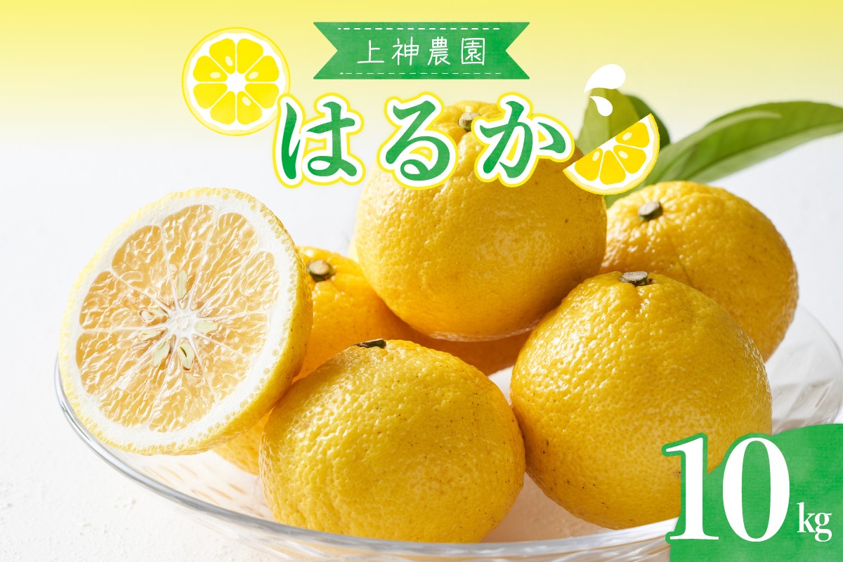 
                  【先行受付】【2027年2月下旬～発送】上神農園のはるか 約10kg ku011-012-26
                