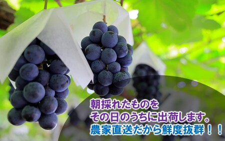 テレビで紹介されました！【先行予約】【令和8年発送】農家直送！ 新鮮！ 朝づみぶどう BKシードレス 種なし 2kg フルーツ 果物 贈答 大分県産 採れたて_2657R-3