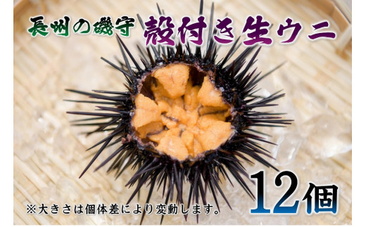 
(1364)殻付きウニ 12個 生うに 雲丹 長門市 ムラサキウニ
