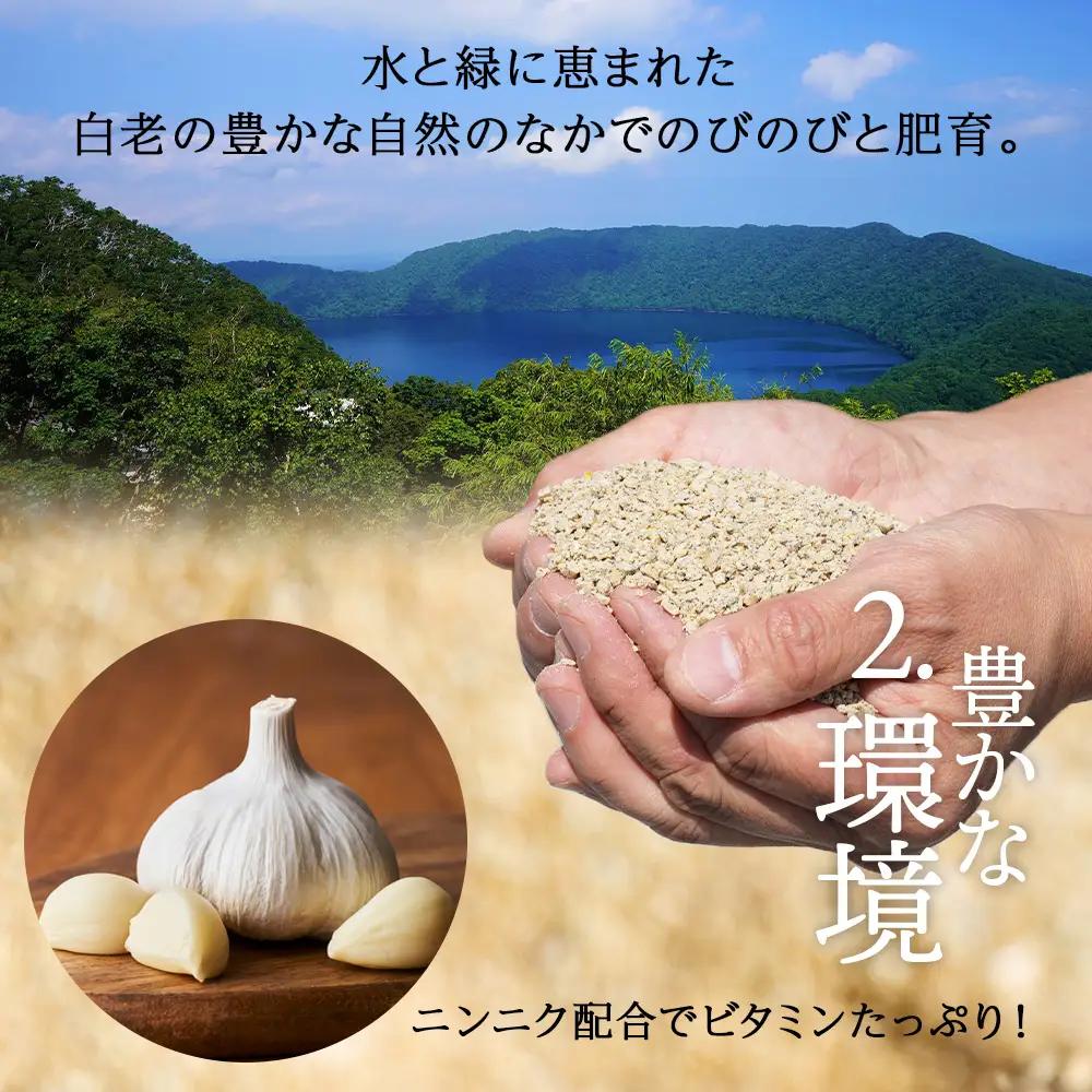 北海道産 白老豚 モモ ウデ こま切れ 2kg BV016