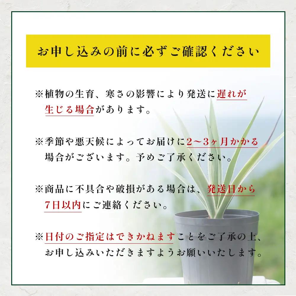 アガベ 約30cm～35cm/白閃光(ハクセンコウ) DS-3｜多肉植物 観葉植物 ガーデニング インテリア モダン 北欧風 国産 育てやすい 送料無料 鹿児島県 南大隅町 株式会社デラセーラ
