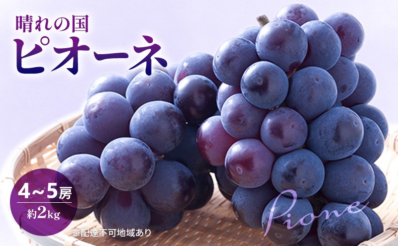 早期受付 ぶどう 晴れの国 ピオーネ 2kg（４～５房）化粧箱入り 岡山県 高梁市 ブドウ 葡萄 果物 フルーツ 