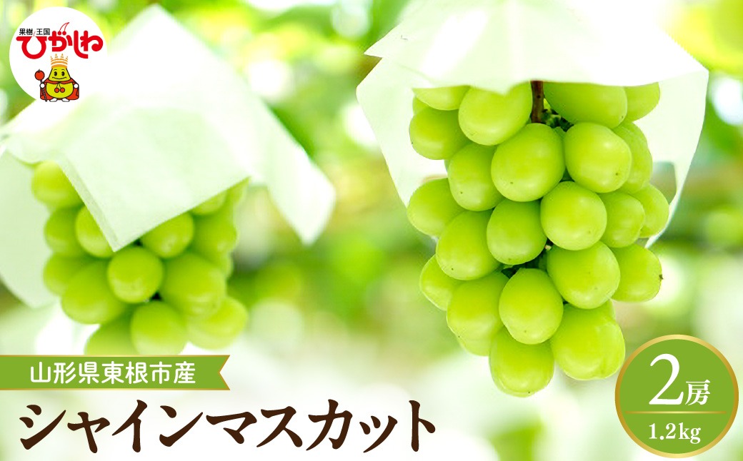 【2026年産先行予約】 シャインマスカット 約1.2kg (2房入) 山形県 東根市 hi026-054