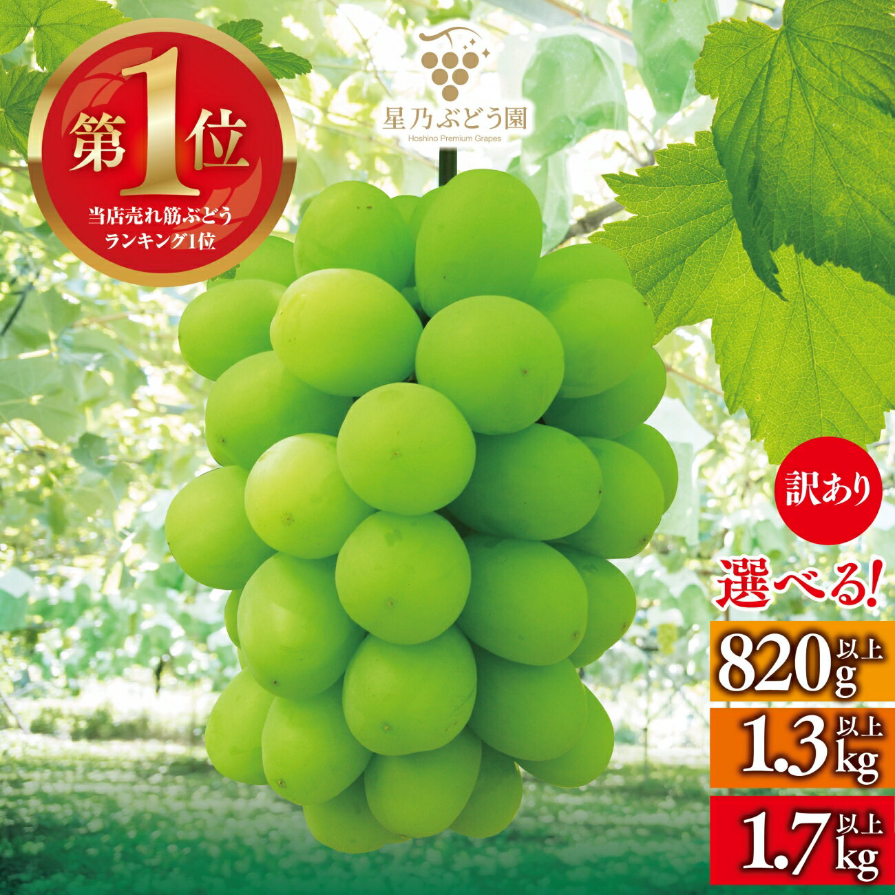 【ふるさと納税】【訳あり】粒の大きさが不揃い 星乃シャインマスカット　1.3kg以上/1.7kg以上/820g以上_ シャインマスカット ぶどう 葡萄 ブドウ 果物 くだもの 訳あり 岡山県 津山市 人気 おすすめ 送料無料 贈答 【配送不可地域：離島・北海道・沖縄県】【G1554831】