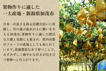 【2026年先行予約】【贈答用】西洋梨 ル・レクチェ 2kg（5～7玉）《11月下旬～順次出荷》 梨 洋梨