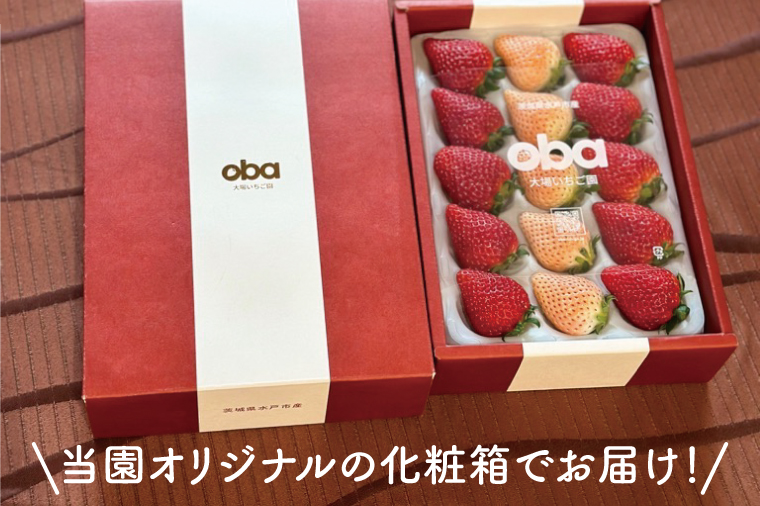 【12月中旬より順次発送】【数量限定】茨城県オリジナル品種『いばらキッス』と希少なプレミアム白イチゴ『淡雪』紅白化粧箱一箱（12粒～18粒）【いちご 苺 フルーツ 果物 くだもの 水戸市 茨城県】（D