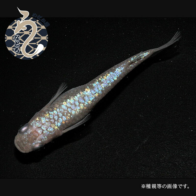 【ふるさと納税】0020-087～0050-020　メダカ「ピンクサファイア」1ペア～3ペア