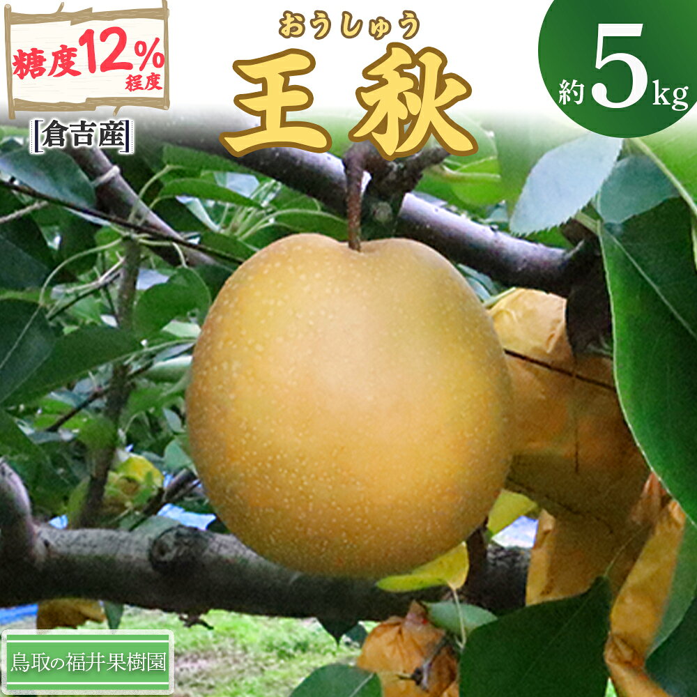 【ふるさと納税】【期間限定】令和8年産 王秋 5kg（5～14玉） 倉吉産 福井果樹園 梨 なし ナシ おうしゅう 王秋 ブランド梨 鳥取 5kg 果物 フルーツ 和梨 先行予約 数量限定