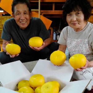 【先行予約】嬉龍の土佐文旦　贈答用　2〜3Ｌサイズ　約5kg〈2027年1月中旬?発送〉【嬉龍】[BQAY003]