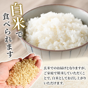 【令和7年産】つきあかり 玄米 30kg 柴田町産 お米 おこめ 米 コメ ご飯 ごはん おにぎり お弁当 【加茂太】 sh129
