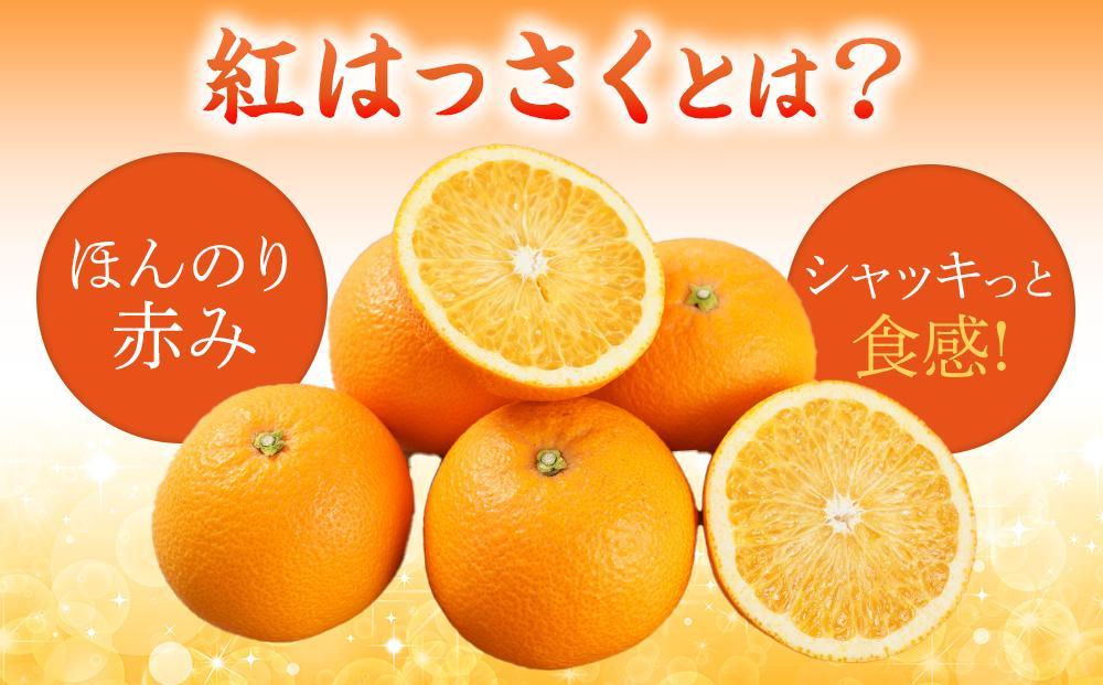 先行予約！希少な紅はっさく 12～18個入り（L～2Lサイズ）［2026年1月中旬頃から発送］［KG9］