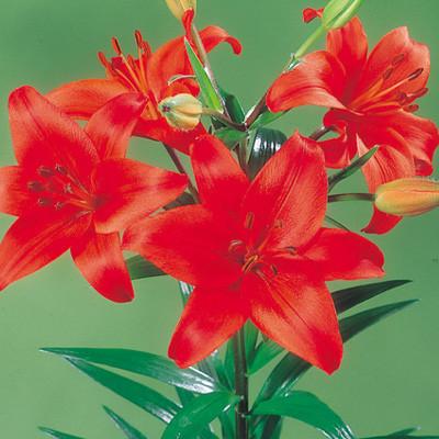 ふるさと納税 えびの市 ユリ球根 カラフルすかしユリセット4色16球 |  | 01