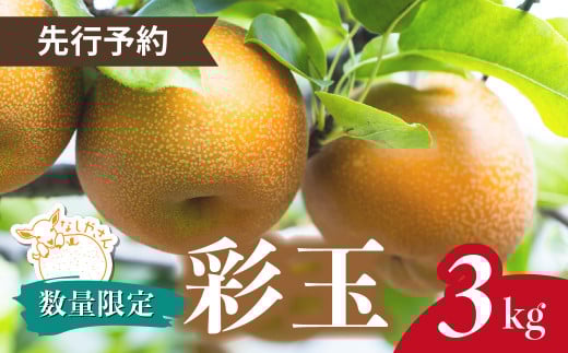 ＼先行予約 / 限定5箱／ 梨 彩玉 約3kg(5～7個入り) 東松山市産 | なし ナシ さいぎょく 果物 フルーツ 新鮮 自然栽培 農園直送 産地直送 農家直送 限定 期間限定 数量限定 贈答 贈り物 プレゼント ギフト 旬 甘い デザート お取り寄せ なしやさん 埼玉県 東松山市