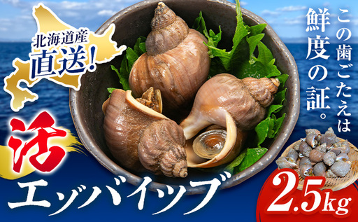 【活】エゾバイツブ 2.5kg 大津漁業協同組合直送 北海道 豊頃町産 産地直送 つぶ貝 つぶ 磯いぶ エゾバイ 期間限定：5月中旬-6月下旬発送 鮮度抜群