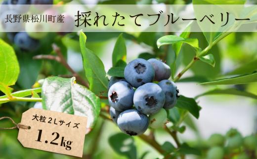 KB01-26A 【先行予約】 ブルーベリー 約1.2kg ／2026年6月下旬頃から発送予定//南信州 国産 長野県産 ブルーベリー 大粒 甘い 人気 新鮮 厳選 贈答