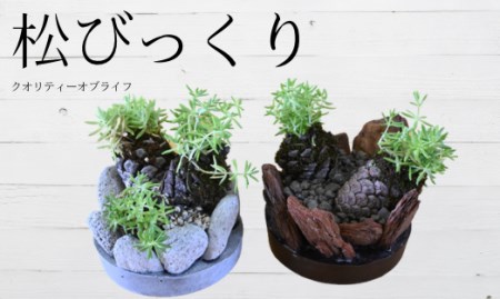 ミニ観賞用植物 いぶすき松びっくり2個 ほーぷ A-304 観葉植物 観葉植物 観葉植物 観葉植物 観葉植物