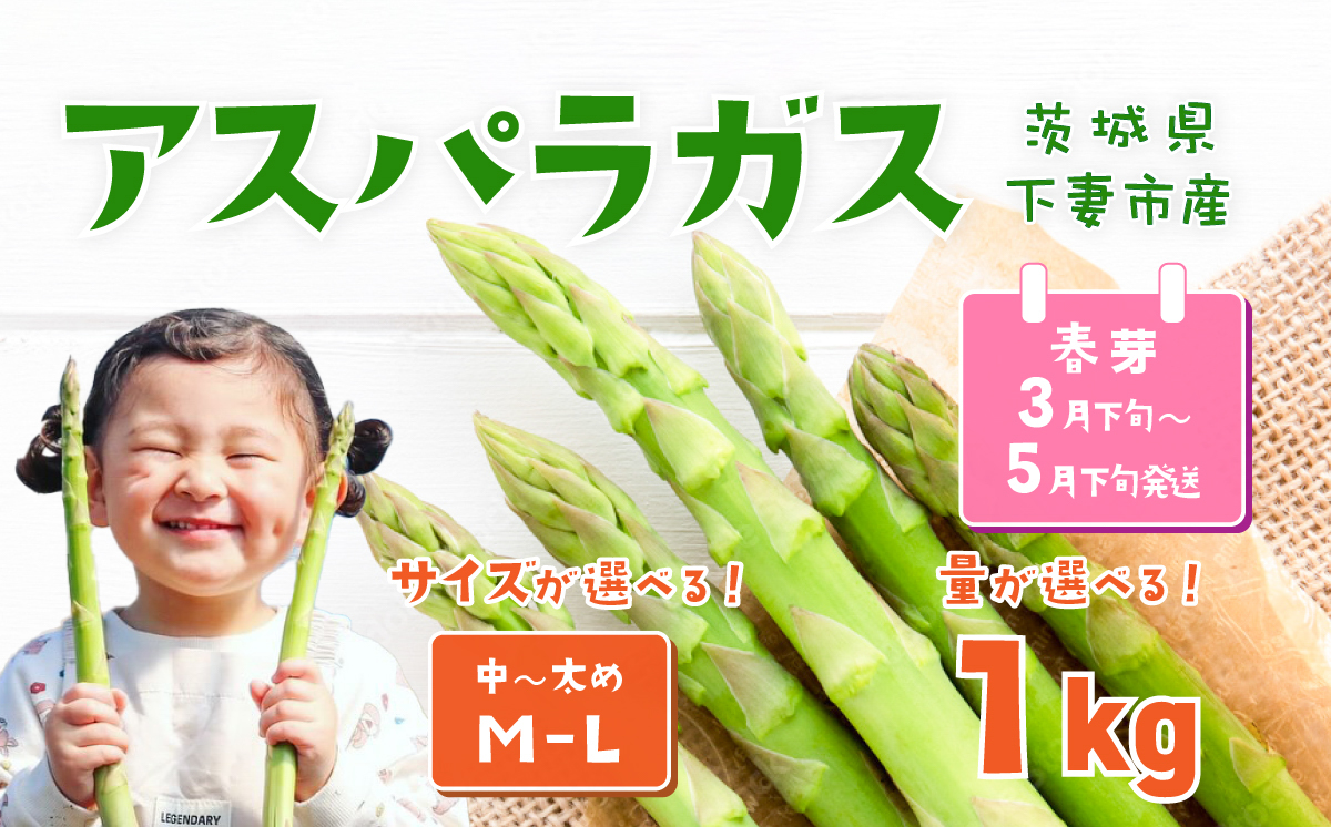 朝採りアスパラガス 1kg M〜Lサイズ ハウス栽培 春芽 26年3月下旬〜5月発送 【 先行予約 グリーンアスパラ 野菜 サラダ 農家直送 産地直送 】
