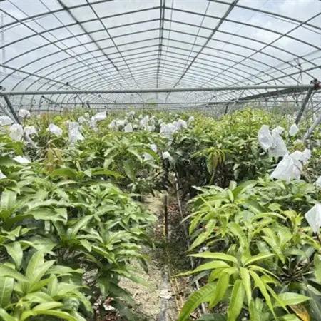 今帰仁産 山城フルーツ園の冷凍アップルマンゴー 600g(300g×2パック)【配送不可地域：離島】【1662749】