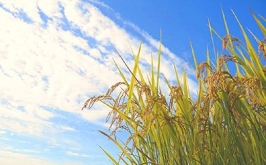 無洗米 つや姫 令和7年産 2kg 2025年産 山形県 朝日町産 精米 米 こめ コメ